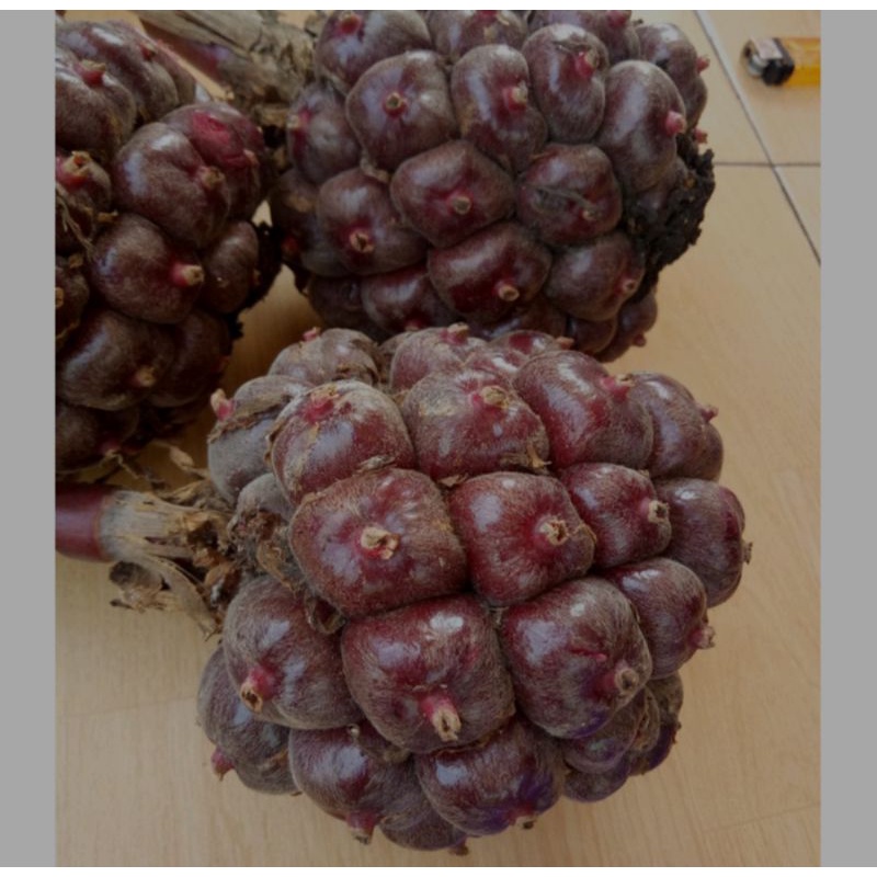 

Buah honje hitam langka frees segar