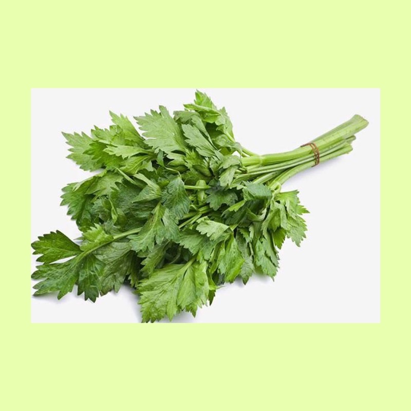 

Daun seledri / sayuran seledri frseh