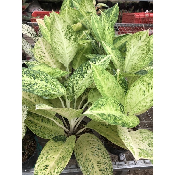 Aglaonema Harga 25rb-150rb