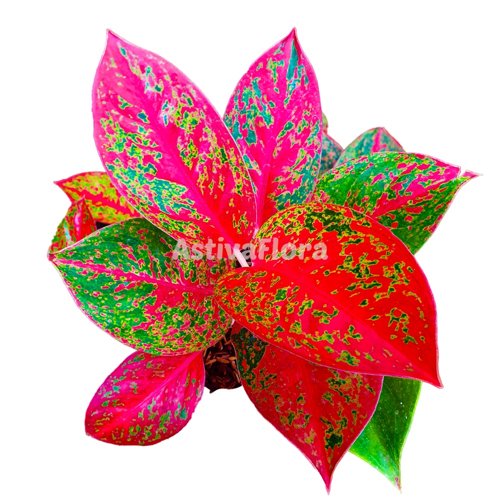 Aglonema stardust merah aglonema red stardust