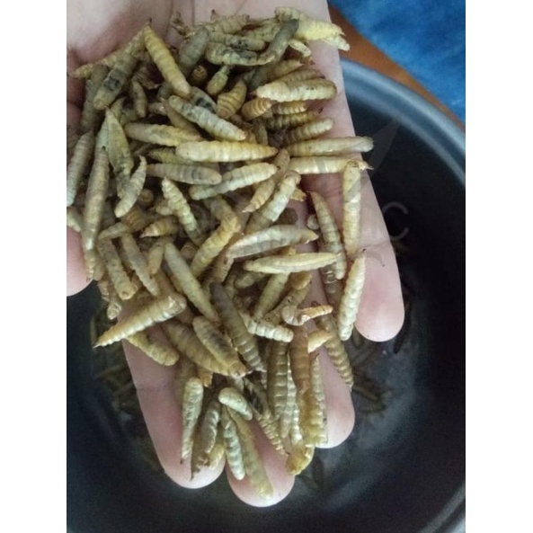 MAGGOT KERING 500GR LARVA BSF MAGOT PAKAN IKAN KOI BURUNG AYAM