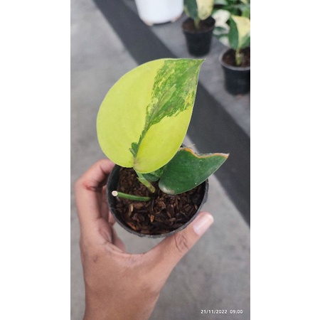 Scindapsus Jade Satin Var Kuning