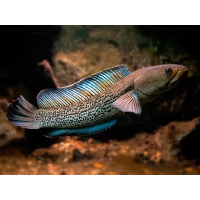 

BIG SALE !!! Chana Stewarti karbu aling 5/6 100%original