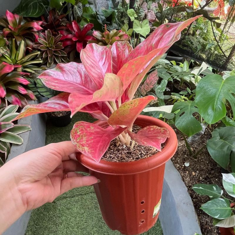 Aglonema red moon mutasi