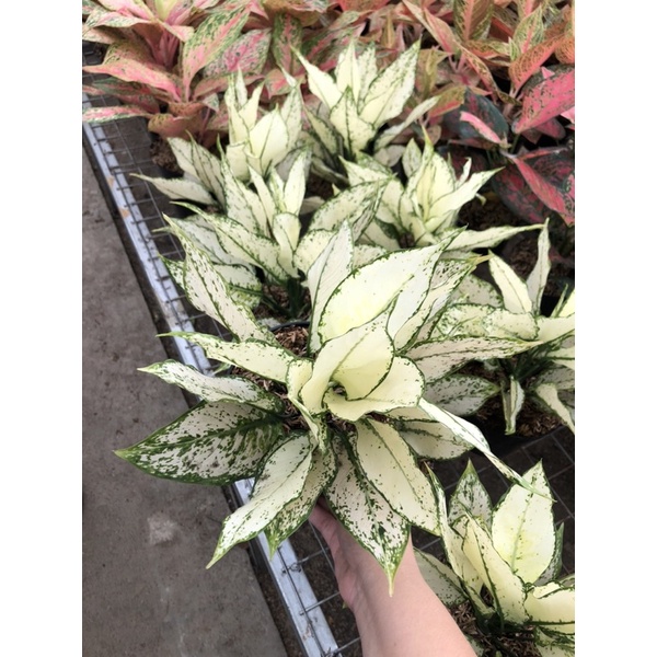 Aglaonema Siam Paragon