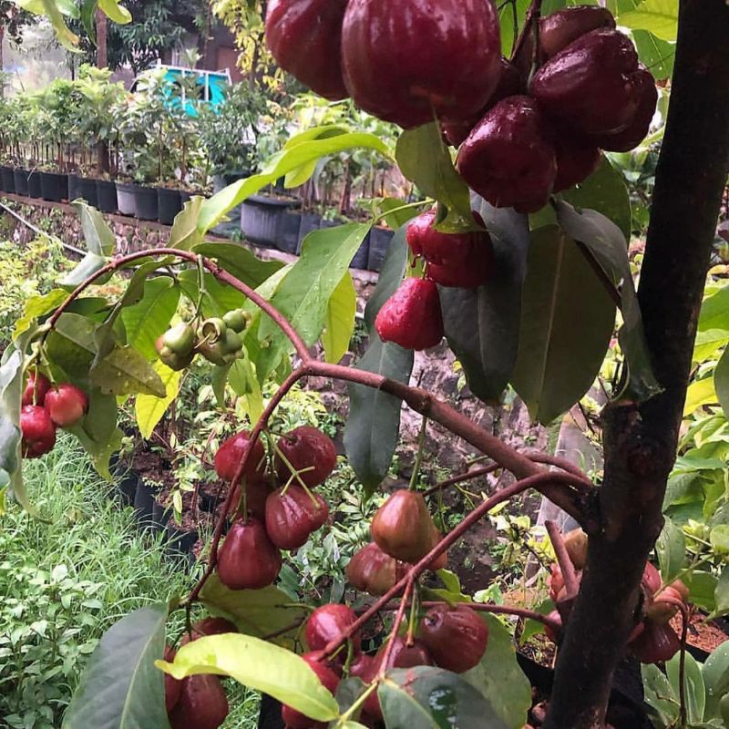 bibit tanaman buah jambu air dalhari bisa di tanam dan berbuah di dalam pot