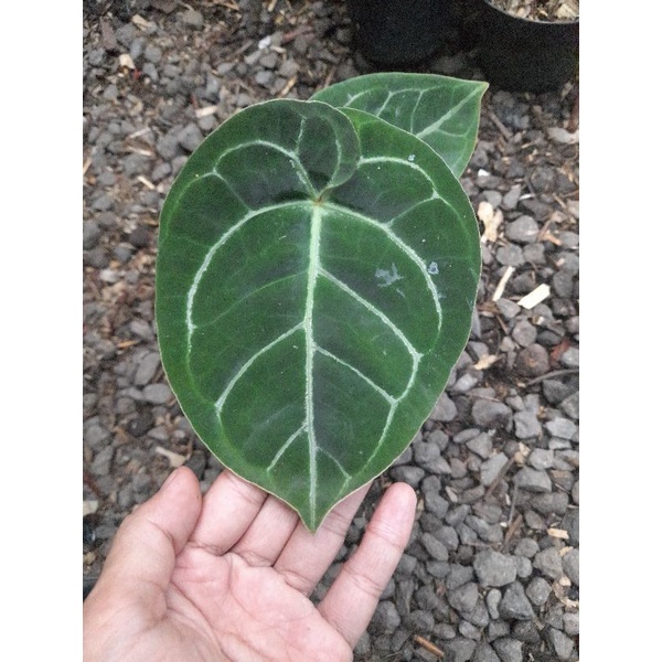 anthurium dressleri hybrid