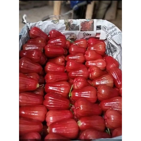 

JAMBU CITRA BANDUNG 500GR | BUAH SEGAR BANDUNG | WARUNG CEU ENGKAY