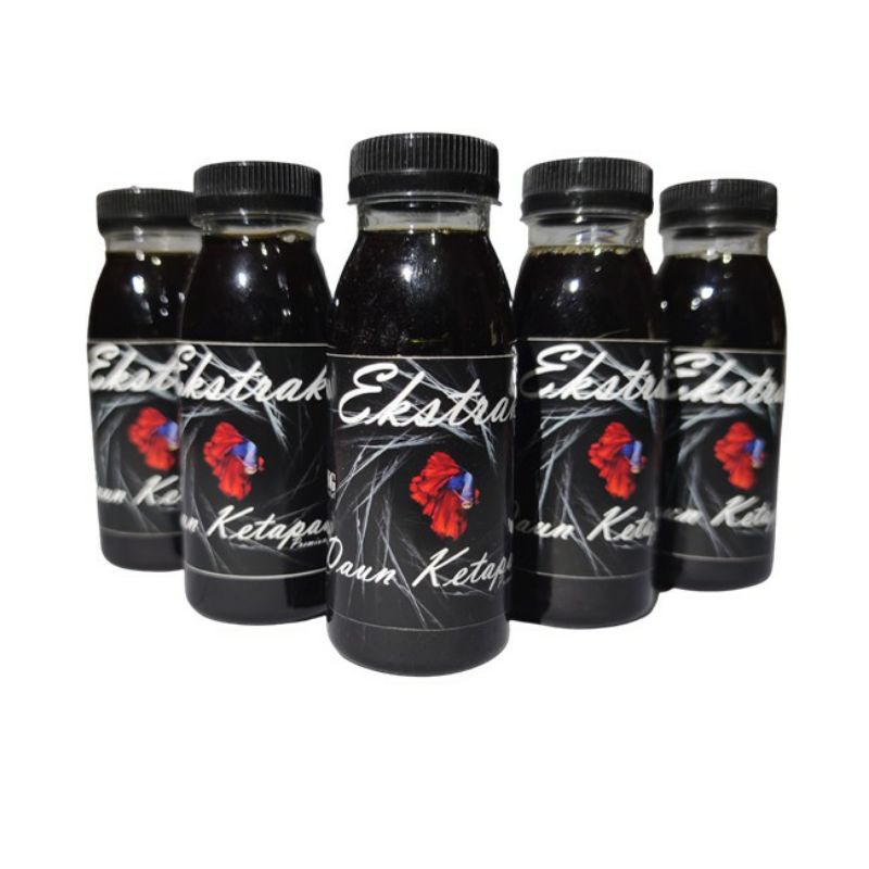 Daun Ketapang Kering  Exstrak Daun Ketapang