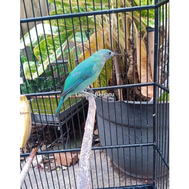 Burung cungkok import betina bunyi rajin