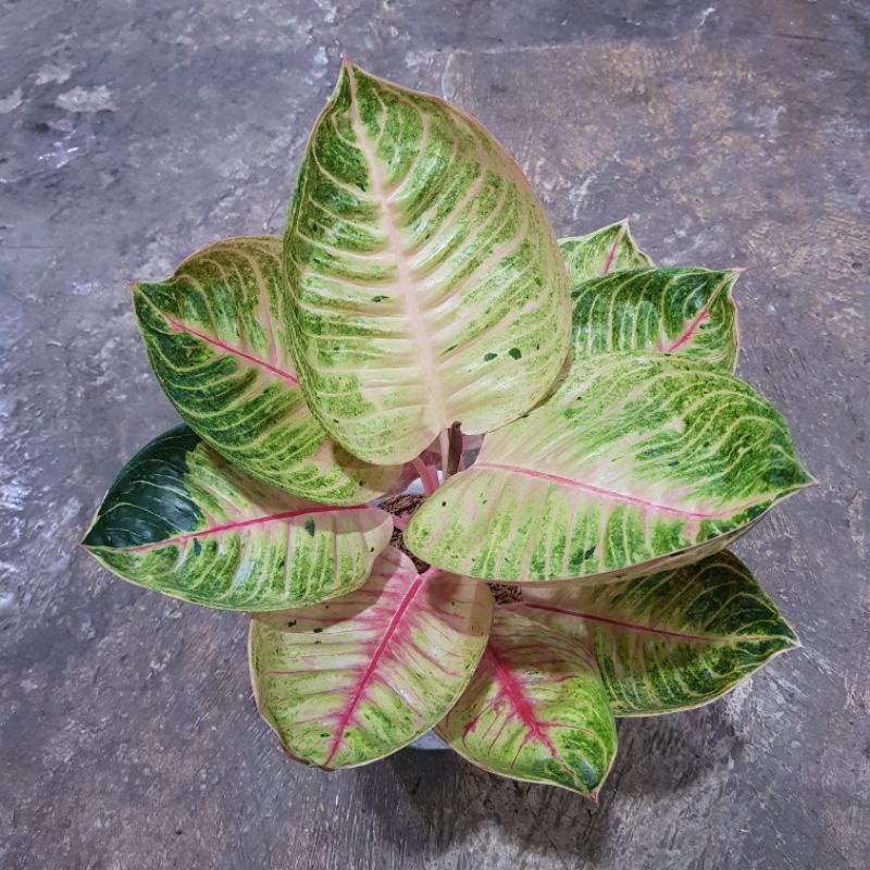 Aglaonema Moonlight