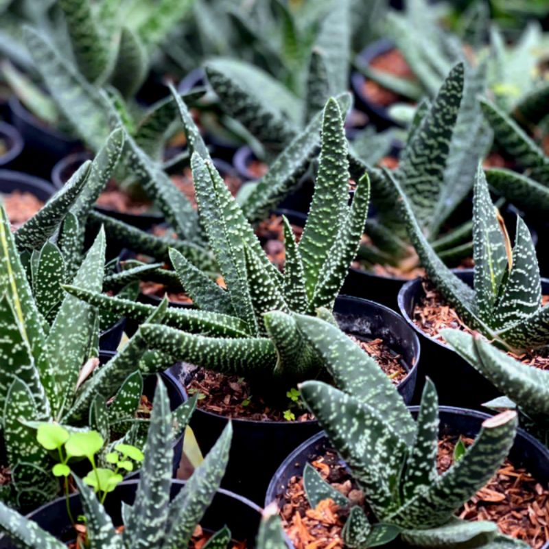 Gasteria Pilansii