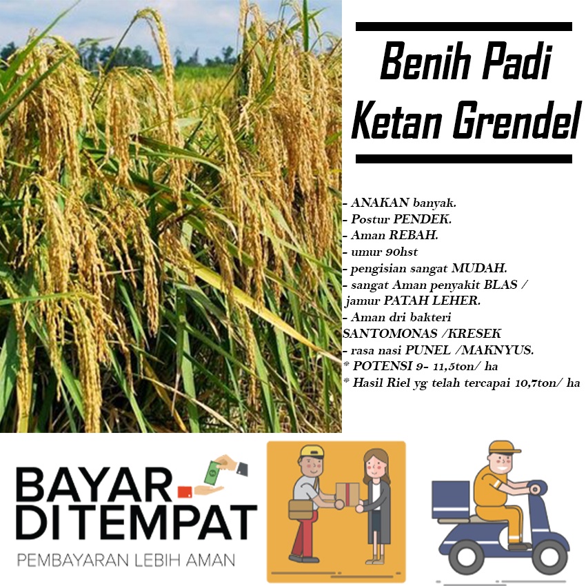 Benih Padi Unggul Ketan Grendel/Ketan Putih 1kg
