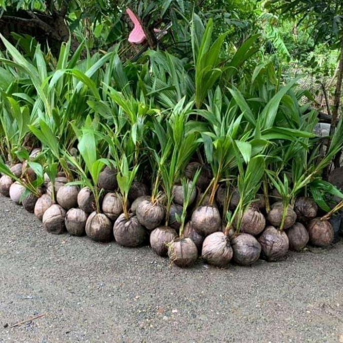 bibit kelapa dwarf unggul berkualitas