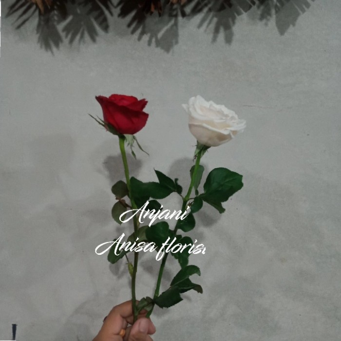 READY BUNGA MAWAR ASLI/BUNGA MAWAR SATUAN