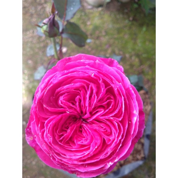 Mawar Import yuzen full media