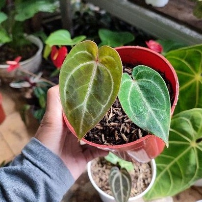 anthurium crystallinum red stem