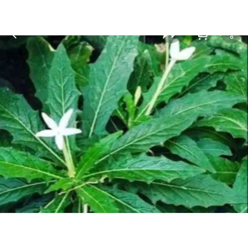 

daun kitolot segar 250gram