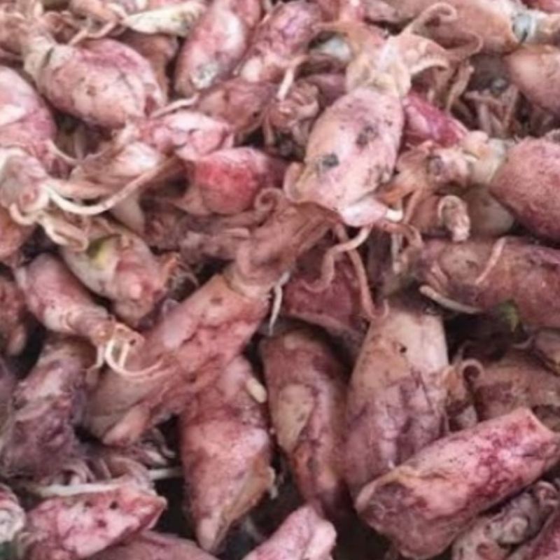 

Cumi asin baby 100 gr