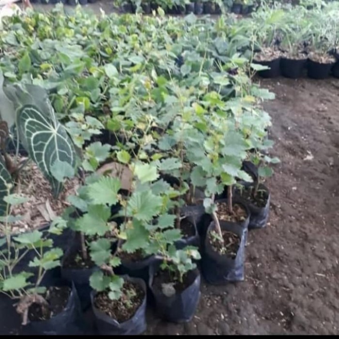 bibit pohon anggur hijau FF11
