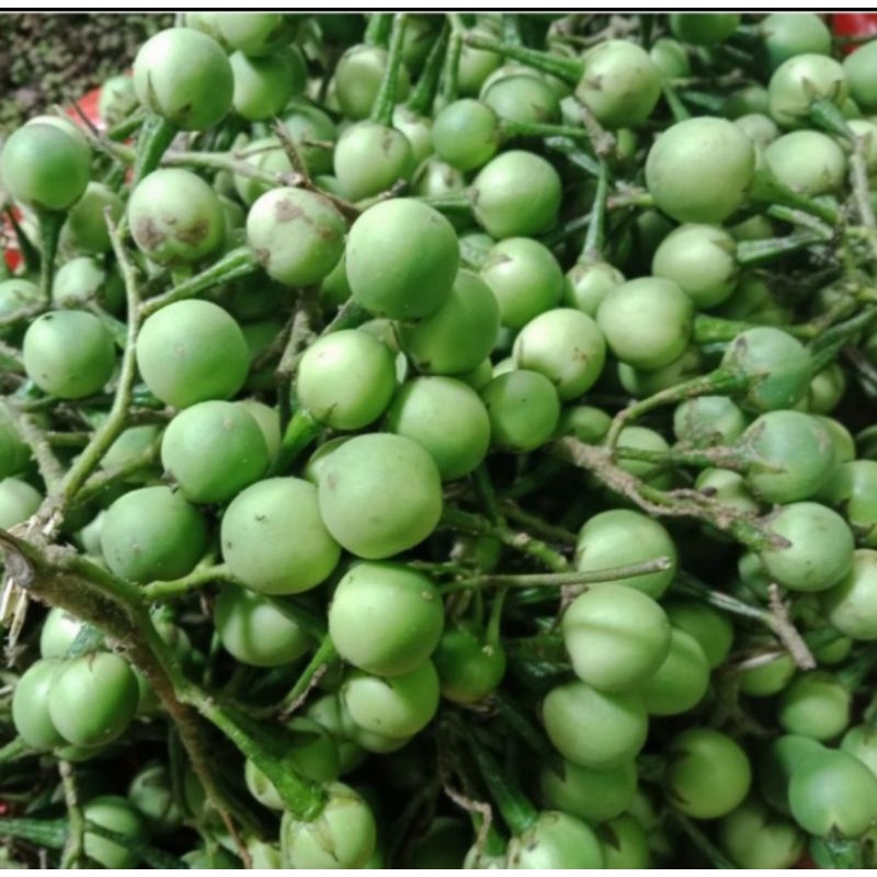 

buah rimbang/ buah tekokak 200 gram
