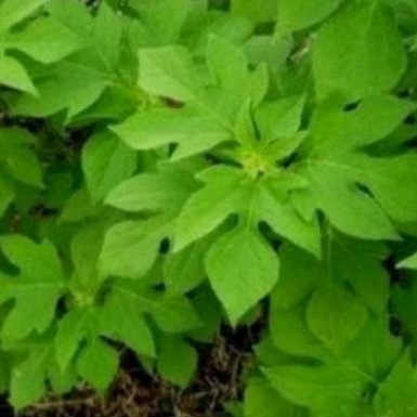 

daun insulin segar|obat diabetes