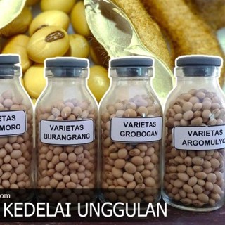 Jual Kg Benih Unggul Varietas Kedelai Grobogan Polong Besar Dan