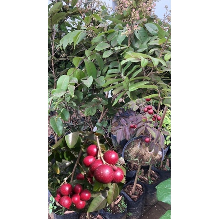 Kelengkeng Merah (berbunga)