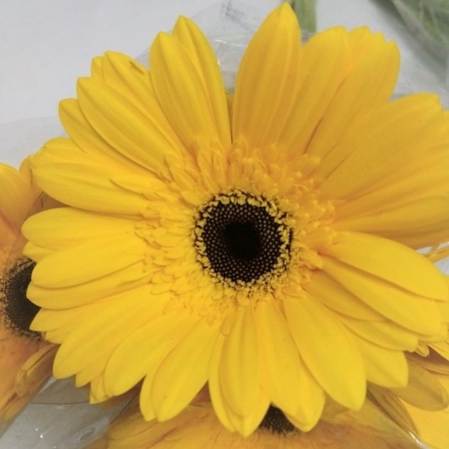 READY FRESH CUT GERBERA FLOWER/ BUNGA GERBERA POTONG SEGAR ISI 10 TANGKAI