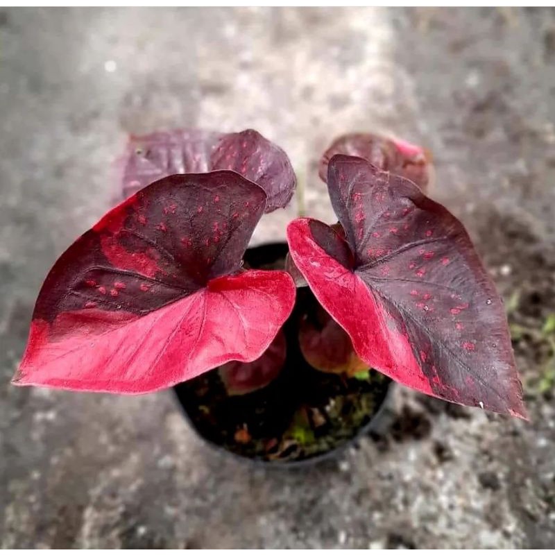 Keladi Cocholathos Thailand Series / Anakan Chocolatos Thailand Series