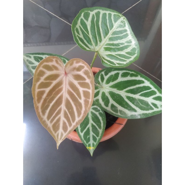 ANTHURIUM KUPING GAJAH SILVER HOPE Real picture