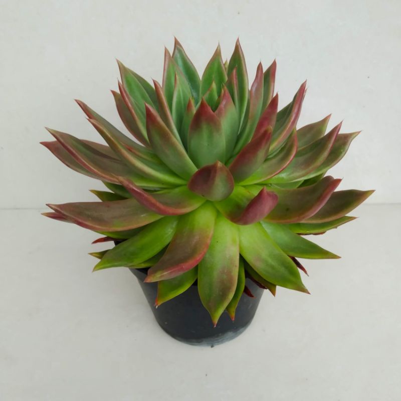 Tanaman Sukulen Agavoides Lipstik JUMBO Besar - Tanaman Hias Echeveria Lipstik Merah Premium/Koleksi