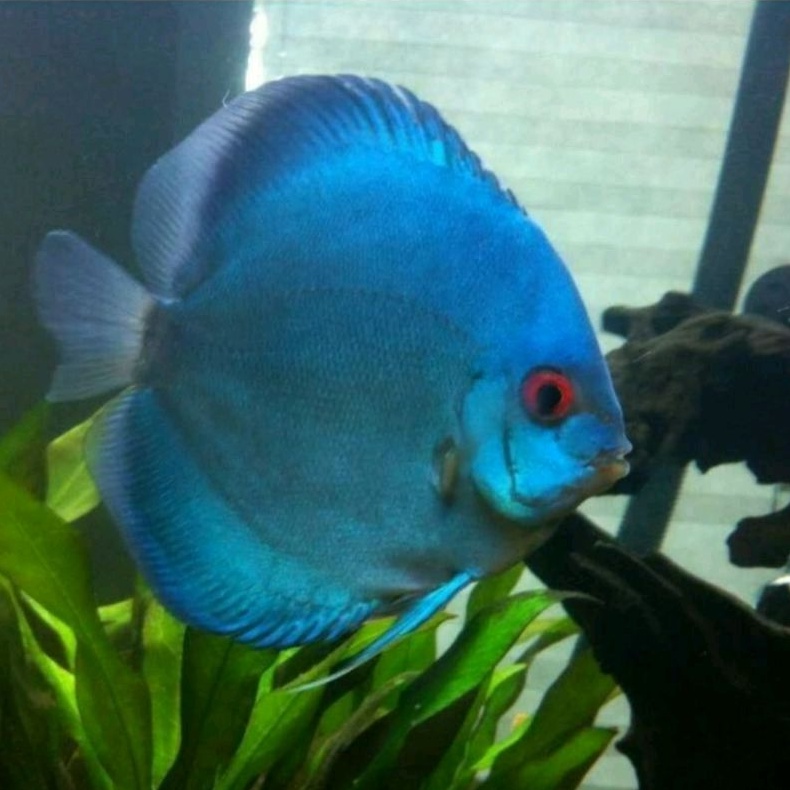 Jual discus blue diamond Shopee Indonesia