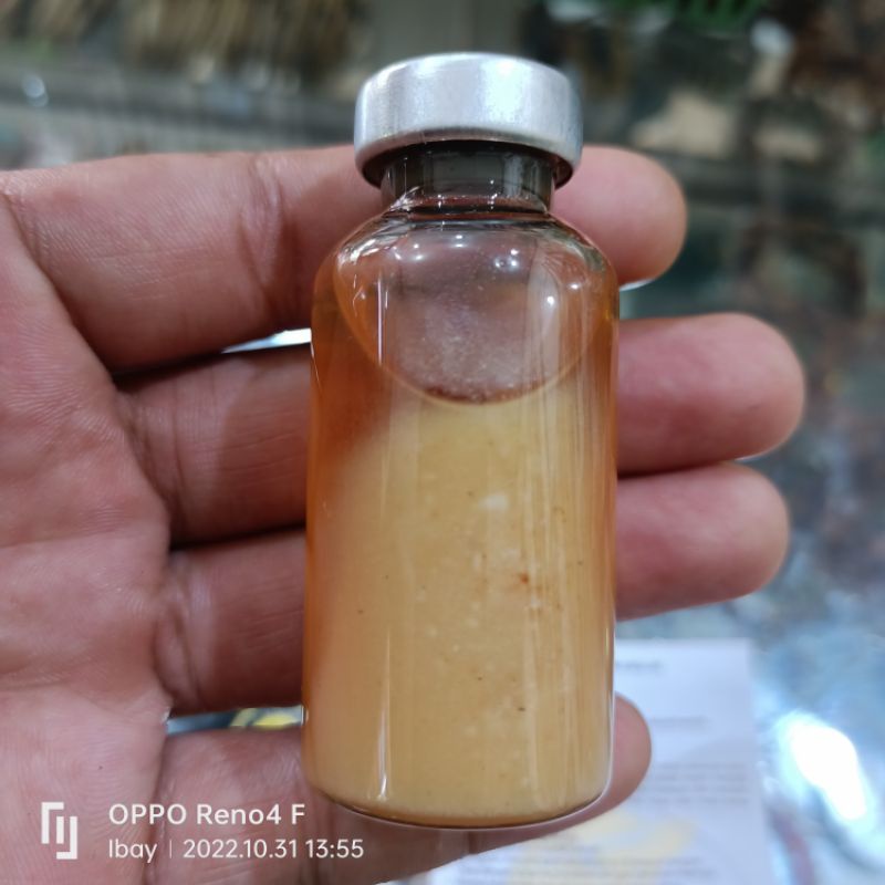 [LEMAK BULUS ASLI] MINYAK BULUS ASLI TANPA CAMPURAN