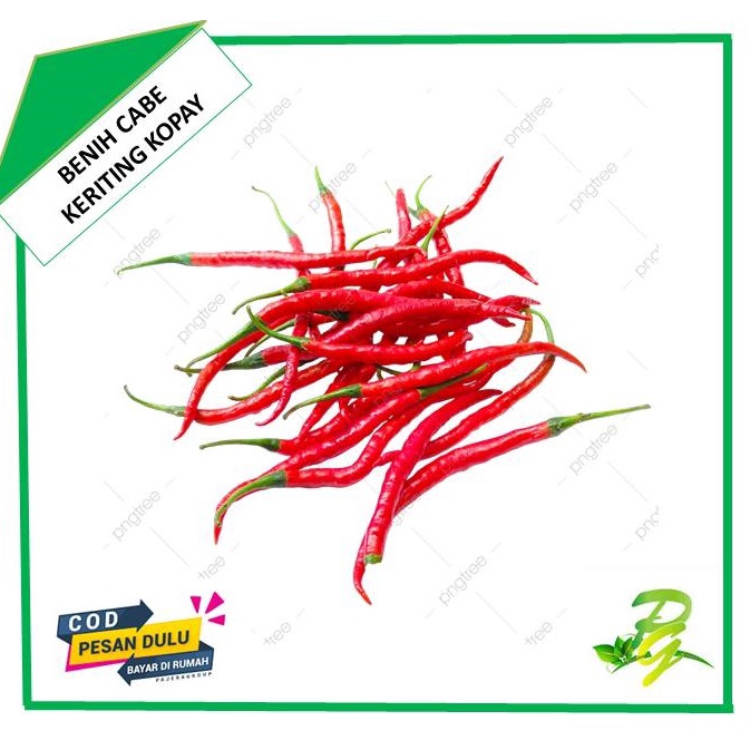 Benih Cabe Keriting Kopay - Isi 10 Biji