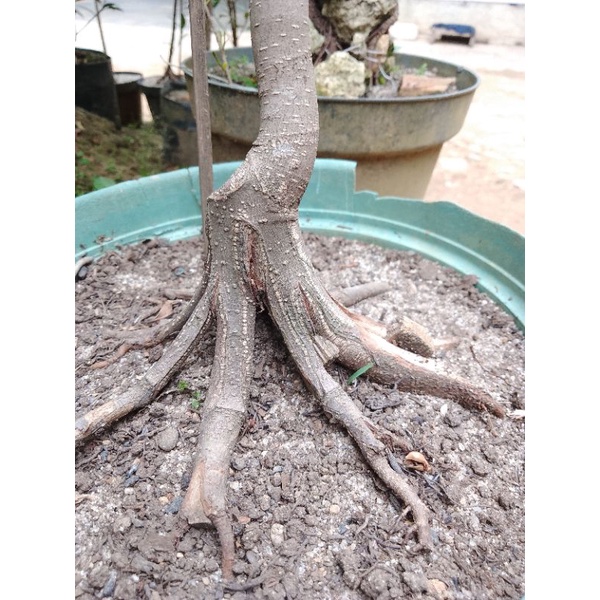 bahan bonsai iprik pucuk merah