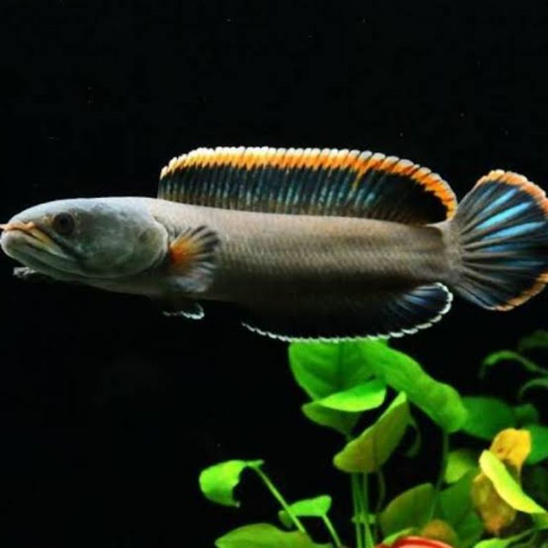 Limbata Cb Rim tebal