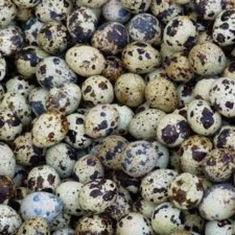 

TELUR PUYUH MENTAH 1PACK - 30pcs