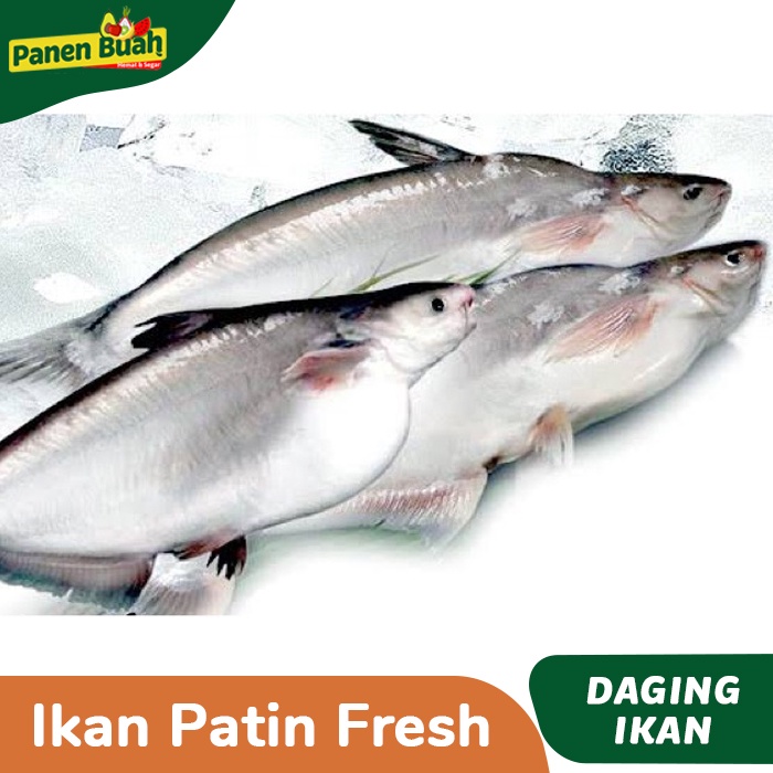 

Ikan Patin Fresh/Segar