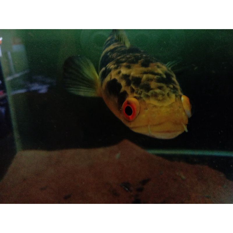 Maru Yellow Original RIAU