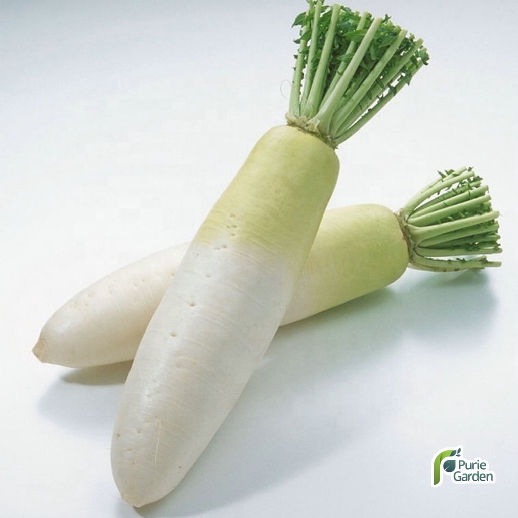 Benih Bibit Lobak Radish Putih 3 Benih Dua Ribuan PG KDR