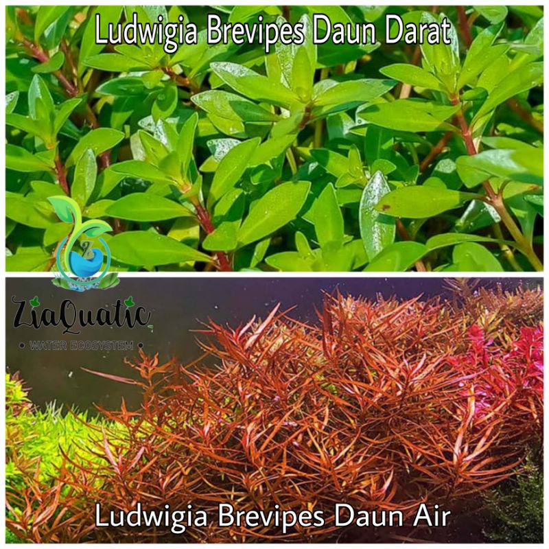 Ludwigia Brevipes - Tanaman Stemplant Aquascape Aquarium