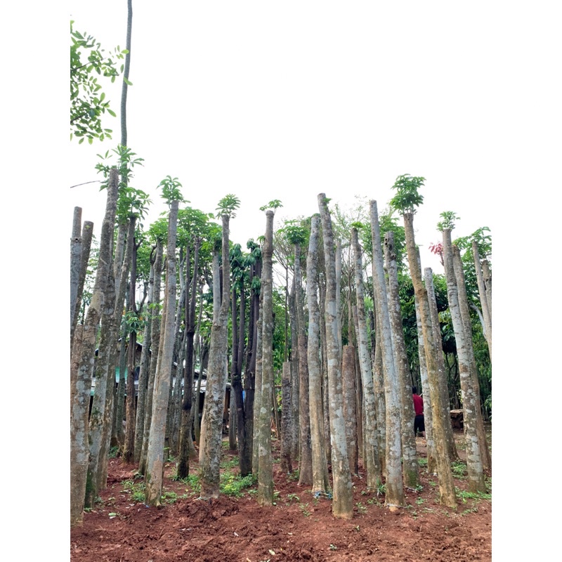 Jual Pusat Pohon Pule Tunggal Tinggi 4-5 Meter | Shopee Indonesia