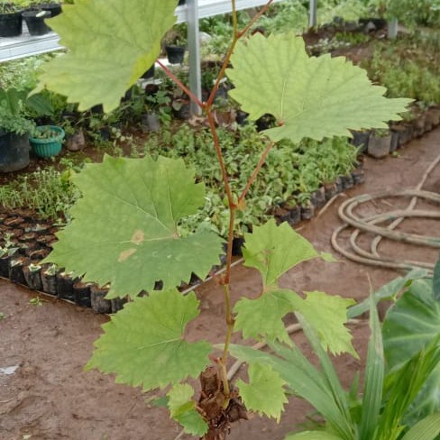 Bibit anggur hijau / pohon anggur hijau FF11