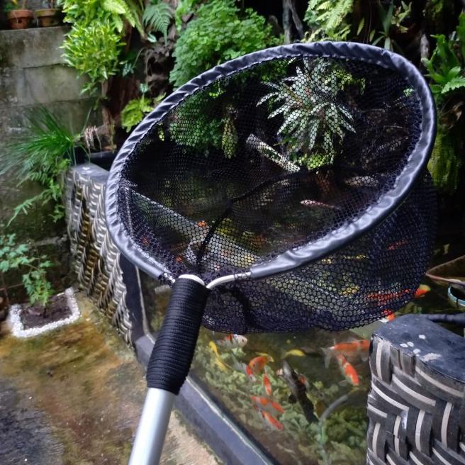 seser ikan koi besar serokan ikan besar kolam - M