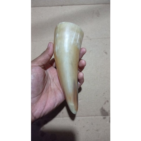 alat kop bekam dari tanduk kerbau