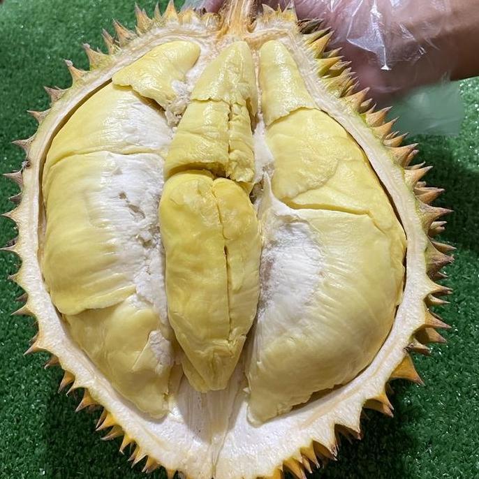 

Durian Montong Palu Parigi Utuhan/Butiran