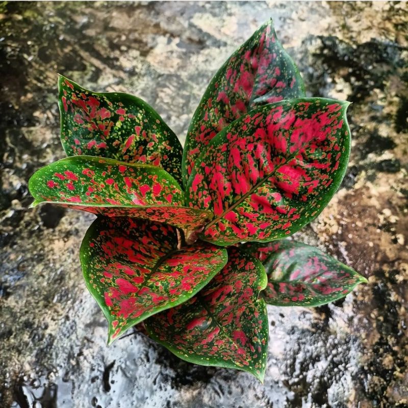 AGLONEMA RED SPIDER / AGLAONEMA RED SPIDER / TANAMAN HIAS AGLONEMA RED SPIDER / TANAMAN HIAS HIDUP /