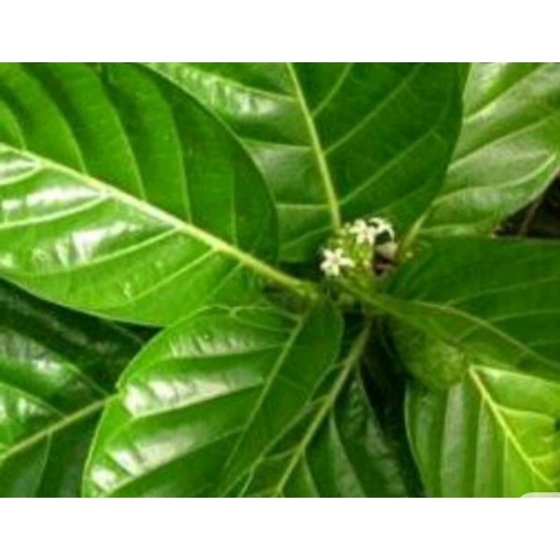 

Daun Pace Mengkudu Segar 1kg