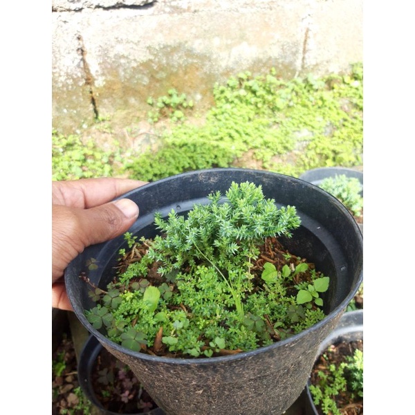 Juniperus Procumbens Nana Kecil/ Bibit Bonsai Cemara Dwarf Kecil